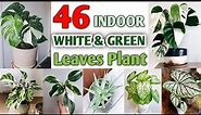 46 Indoor Plants with White and Green Leaves | White and Green Stripe Plants | Plant and Planting