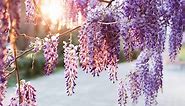12 Different Types of Wisteria (with Photos)