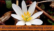 Bloodroot: one of first spring woodland wildflowers! How to ID and fascinating facts!