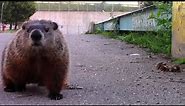 Groundhogs running toward camera to funny music