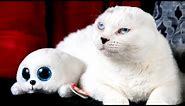 Cuddly Cat With No Ears and Blue Eyes Looks Just Like His Toy Seal Best Friend