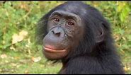 Bonobos - Science Nation