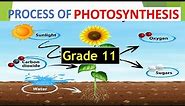 DETAILED PHOTOSYNTHESIS (WELL EXPLAINED) GRADE 11 LIFE SCIENCES THUNDEREDUC BY M.SAIDI