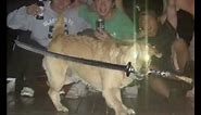 Dog with a katana in his mouth