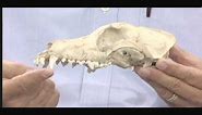 Nature Notes Types of Teeth - Mammal Skull