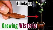 Growing Wisteria Vine from Seed Pod (40-day Time Lapse)