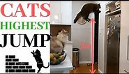 Cats highest jump compilation