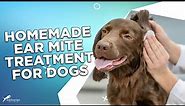 Homemade Ear Mite Treatment for Dogs: 4 Effective Remedies