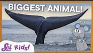 Blue Whales: The Biggest Animal EVER! | SciShow Kids