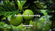 What is Breadfruit? A Sourcing Story.
