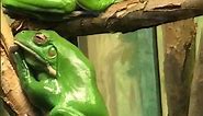 White-Lipped Tree Frogs - Taronga Zoo