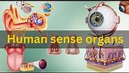 Human sense organs, Human sense organs and their functions, Human sensory organs