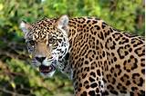 Jaguar In The Rainforest Facts Pictures