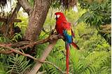 Pictures of The Tropical Rainforest Animals
