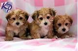 Photos of Keystone Puppies