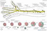 Nerve Anatomy Photos