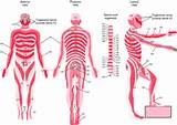 Spinal Cord Zones Images