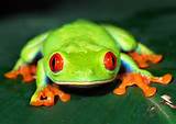 Rainforest Frogs Images