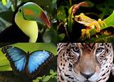Animals In The Rainforest Amazon