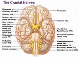 Origin Of Vagus Nerve Images