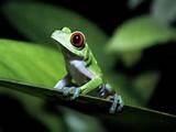 Tropical Rainforest Unique Animals