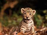 Jaguar Tropical Rainforest Animals Photos