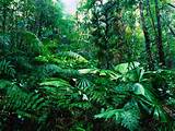 Youtube Tropical Rainforest Images
