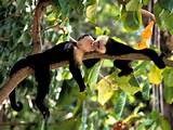 Pictures of Monkeys In The Tropical Rainforest
