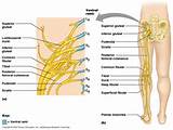 Formation Of Spinal Nerves