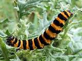 Yellow Caterpillar With Brown Spines Images