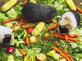 Fresh Vegetables For Guinea Pigs Photos