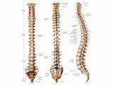 Lumbar Spines Pictures