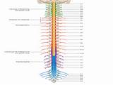 Spinal Nerves In Vertebral Column Photos