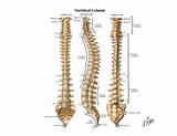 The Spine Vertebrae Images