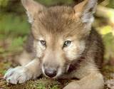 Wolf Puppy For Sale Photos