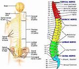 Photos of Spinal Nerves Are Not Part Of The