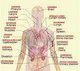 Internal Organs Diagram Photos