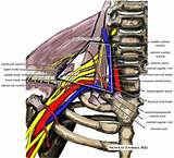 Nerve Entrapment Upper Back Pain Images