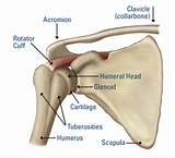 Joint Shoulder Injury