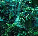 Images of Tropical Rainforest Understory