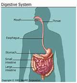 Process Of Food Through The Digestive System Photos