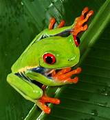 Frogs In The Rainforest Pictures