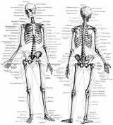 Weight Human Body Parts Images