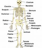What Kind Of Joint Is The Vertebral Column