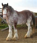Clydesdale Horse For Sale Pictures
