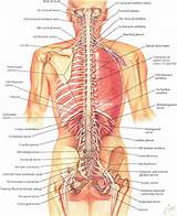 Pictures of Spines Anatomy