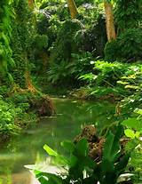 Tropical Forest Mexico Pictures