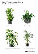 House Plants Clean Air