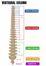 Pictures of Vertebrae In Vertebral Column