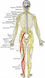 What Is Nerve Pain In The Leg Pictures